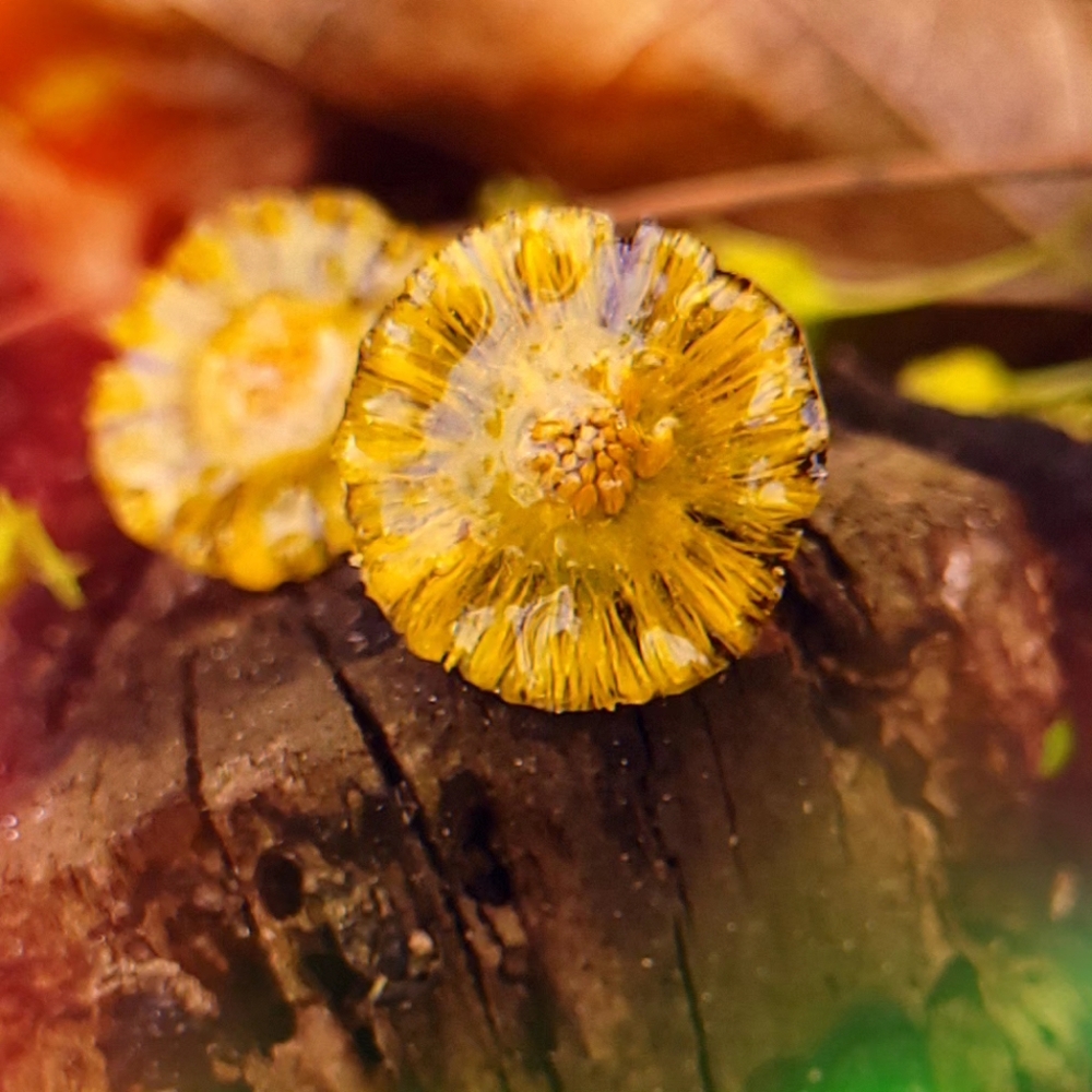 Earrings with real flowers
